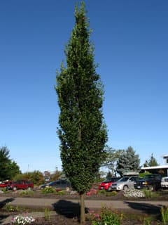Skinny Genes® English Oak