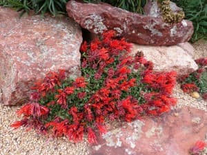 Marian Sampson Hummingbird Trumpet Mint — photo 1