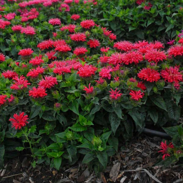 Pardon My Cerise Bee Balm