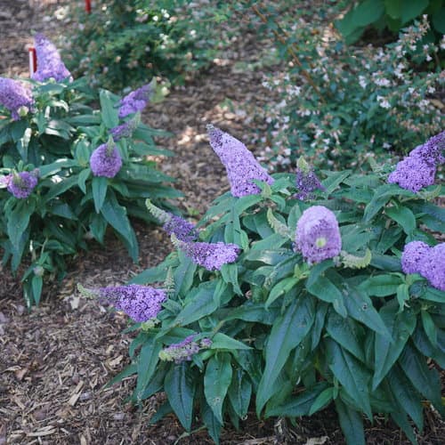 Pugster® Amethyst Butterfly Bush