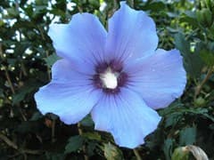 Marina Blue Satin Rose of Sharon — photo 1