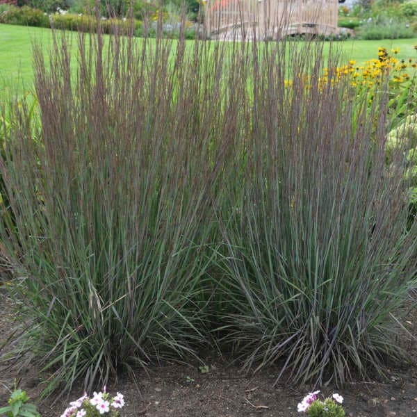 Smoke Signal® Little Bluestem Grass