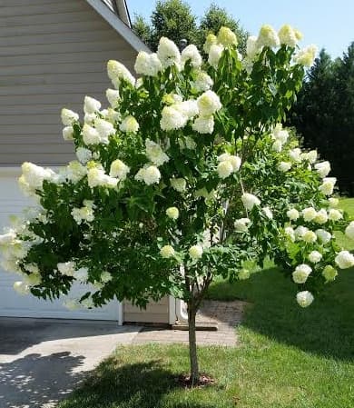 hydrangea-paniculata-limelight