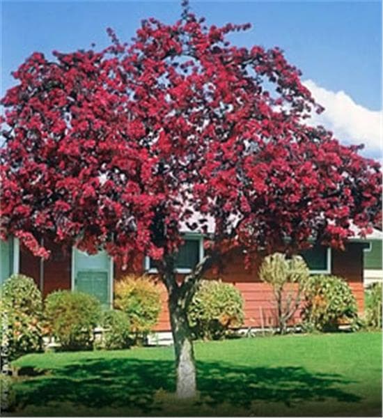 Malus 'Prairifire'