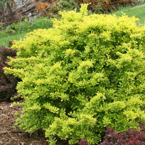 Sunjoy® Citrus Barberry — photo 1