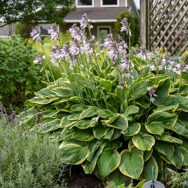 Aureomarginata Hosta