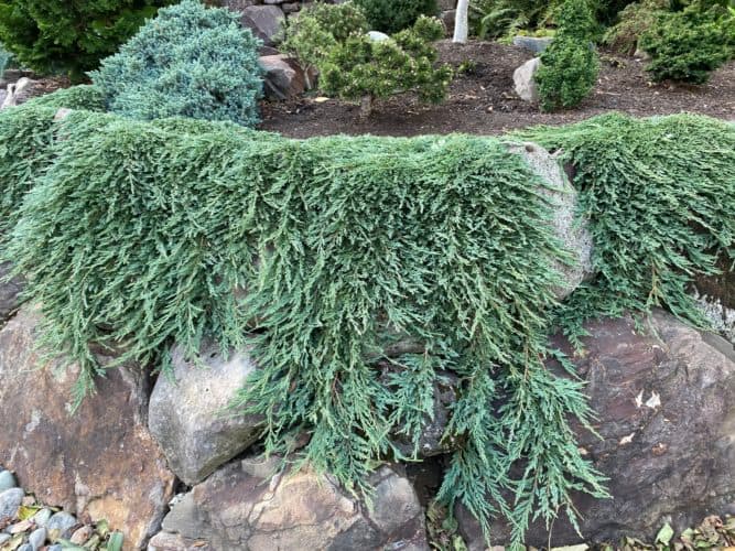Pancake Creeping Juniper — photo 1
