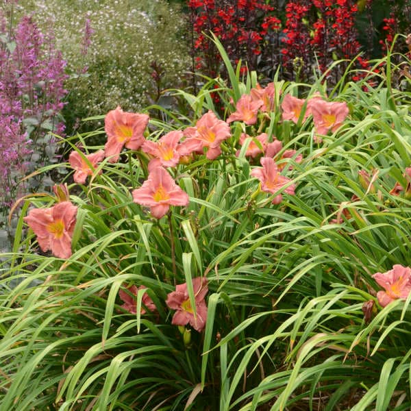 Hemerocallis 'Rosy Returns'