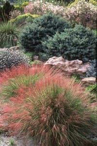 Undaunted® Muhly Grass — photo 1