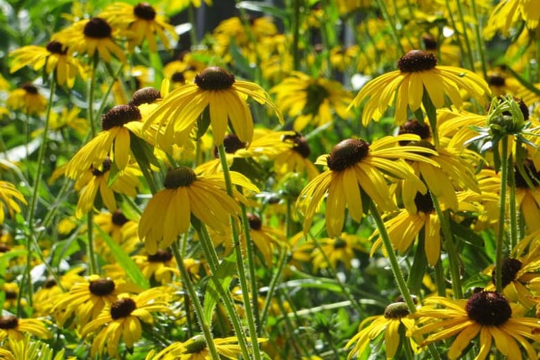 Viettes Little Suzy Black-Eyed Susan — photo 1