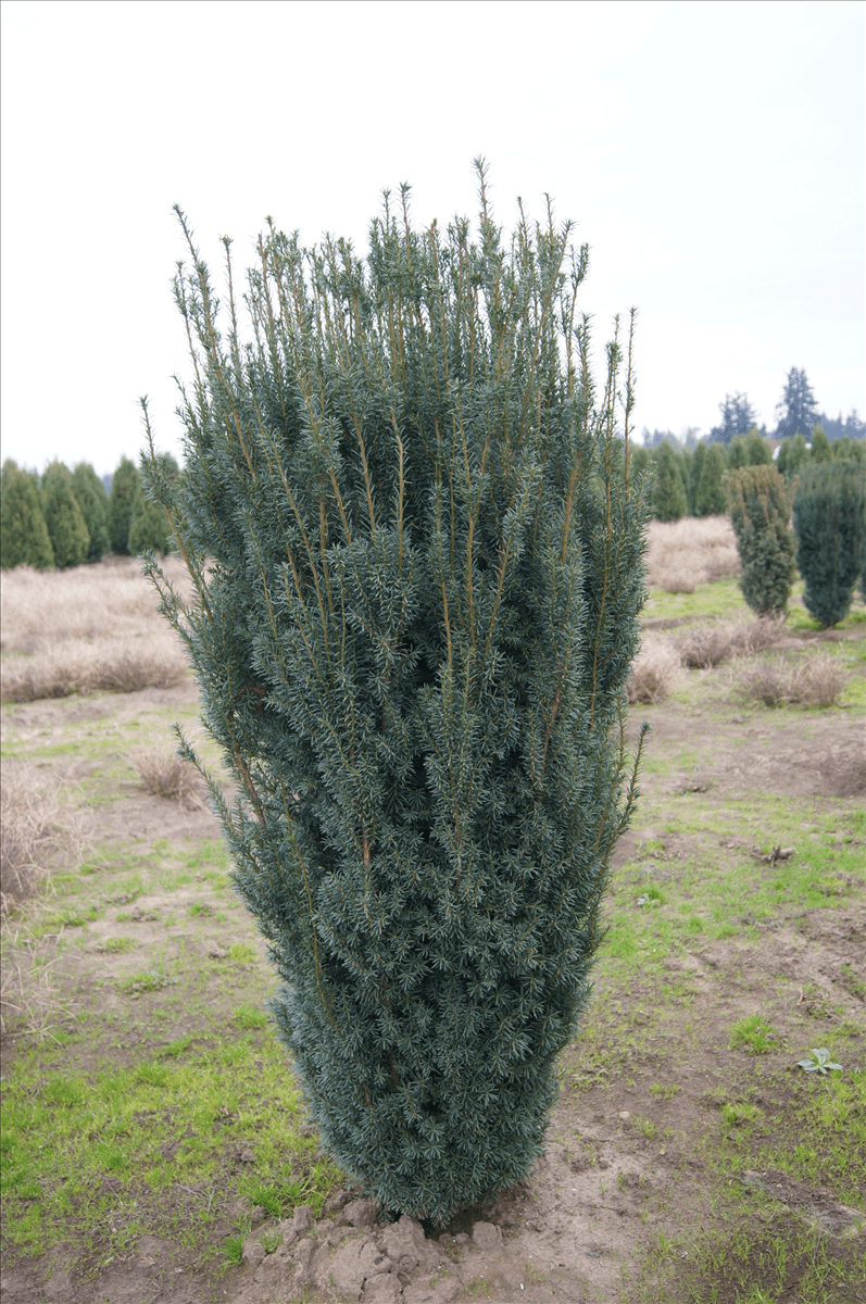 Majestic Upright Yew
