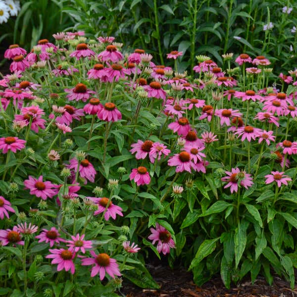 Pow Wow Wildberry Coneflower