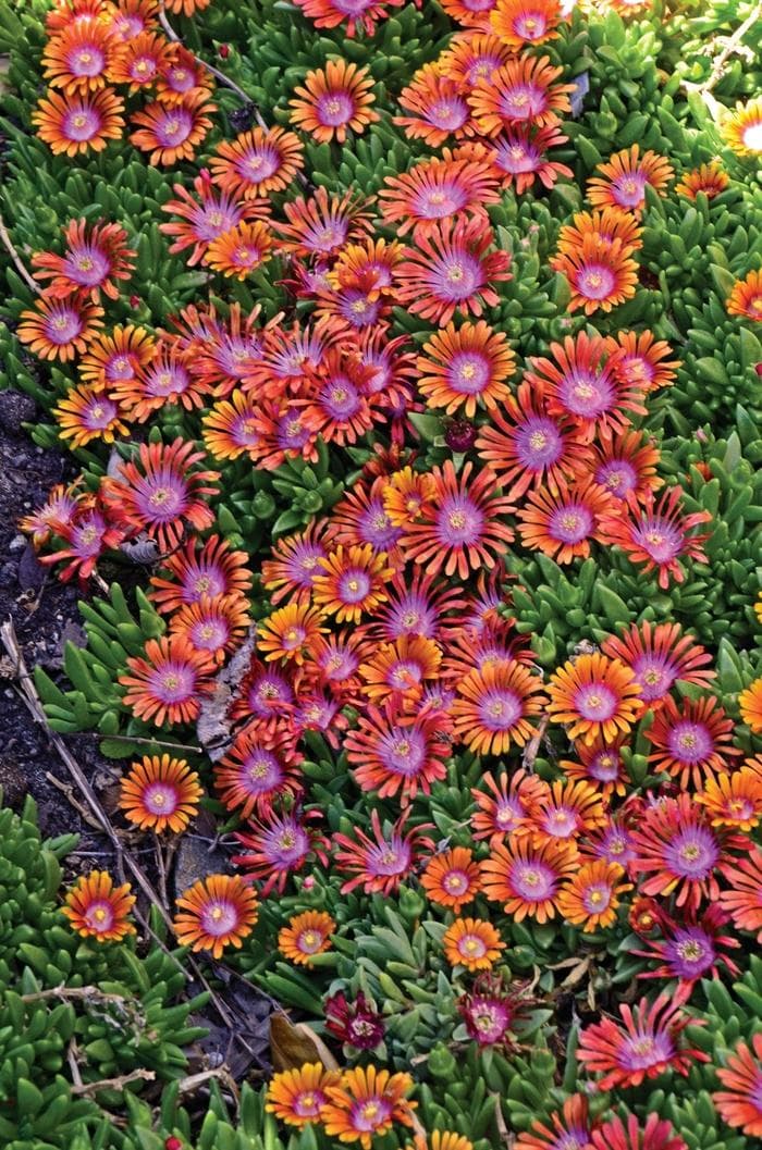 Fire Spinner® Tricolor Ice Plant — photo 1