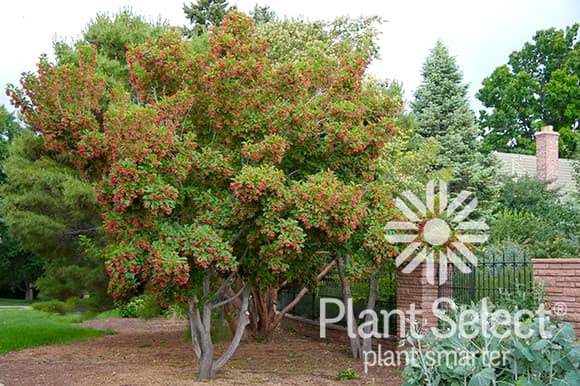 Acer tatarica 'Hot Wings'