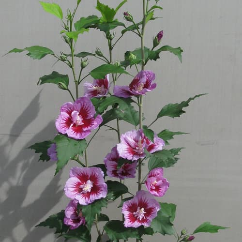 zzz Purple Pillar® Rose of Sharon Tree