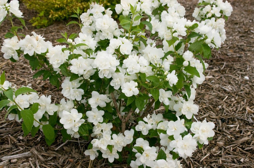 Snow White™ Mockorange