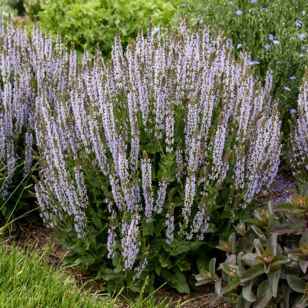 'Perfect Profusion' Perennial Salvia