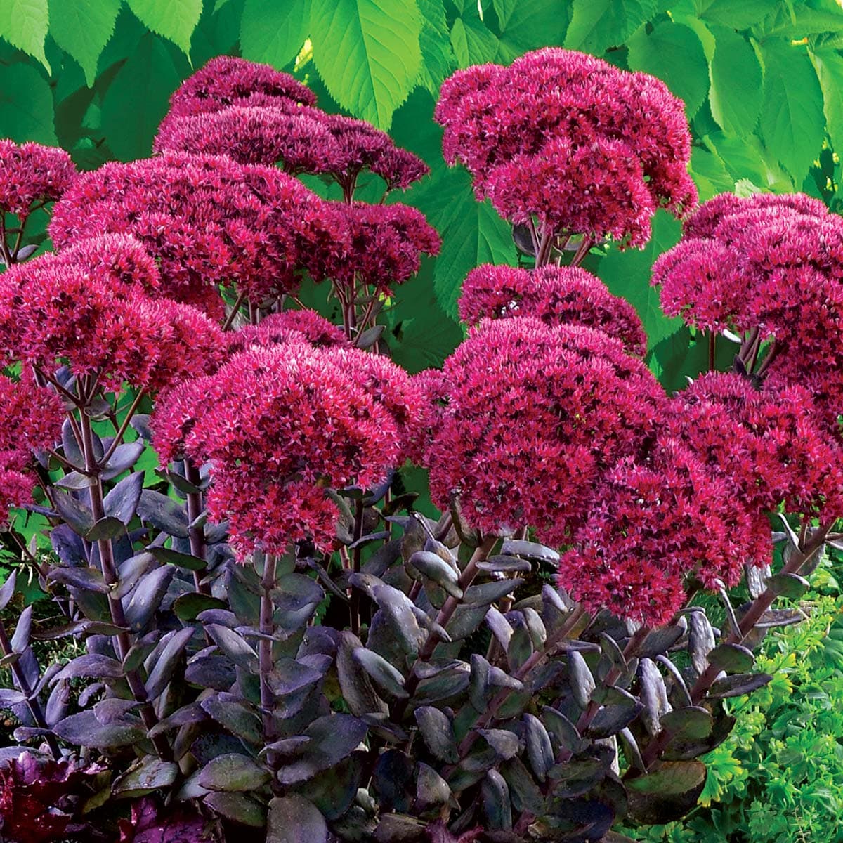 Thunderhead Upright Stonecrop