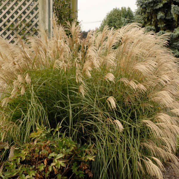 Graziella Maiden Grass