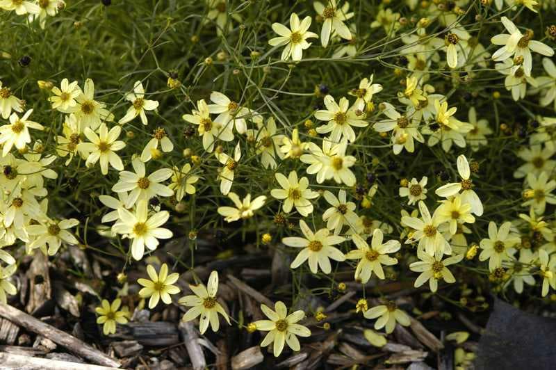 Coreopsis verticillata 'Moonbeam'