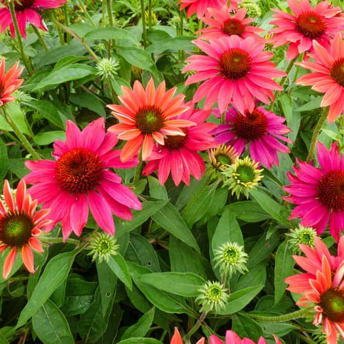 Tres Amigos Mixed Coneflower — photo 1