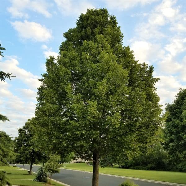 McKSentry American Sentry® American Linden — photo 1
