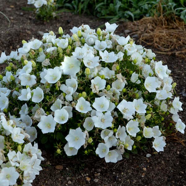 White Clips Bellflower