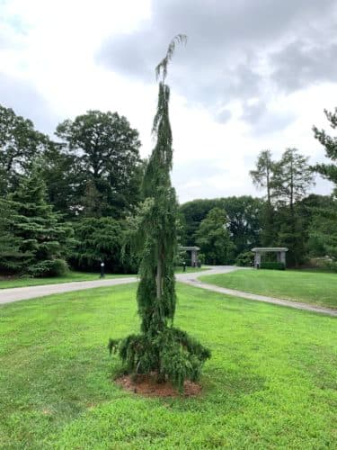 Chamaecyparis nootkatensis 'Pendula Green Arrow'