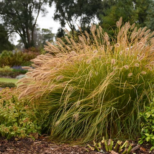 Prairie Winds® Desert Plains™ Fountain Grass