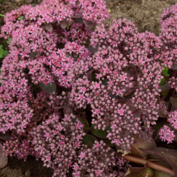 Cherry Tart Stonecrop — photo 1