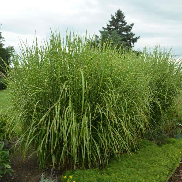 Strictus Maiden Grass