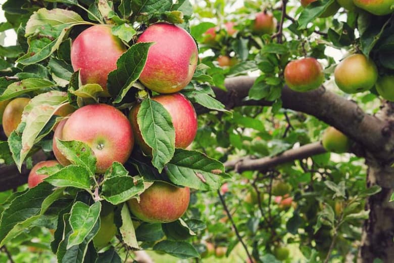 Honeycrisp Semi-Dwarf Apple Fruit Tree