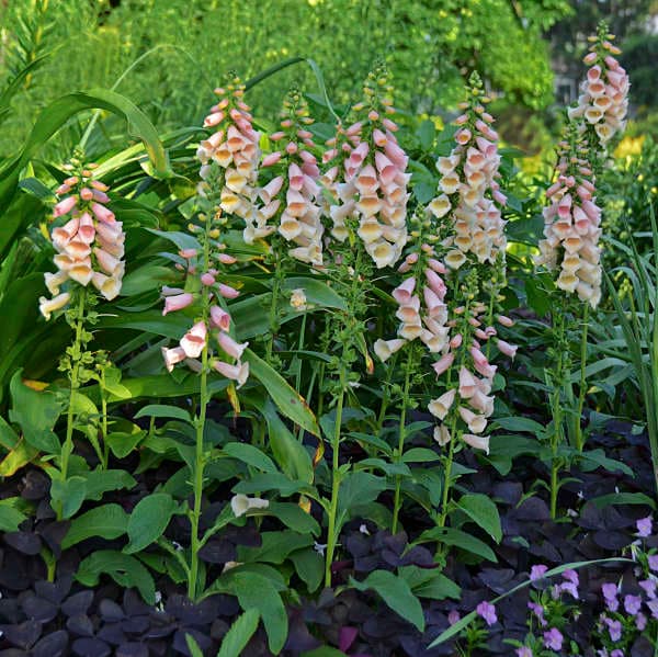 Dalmatian Peach Digitalis
