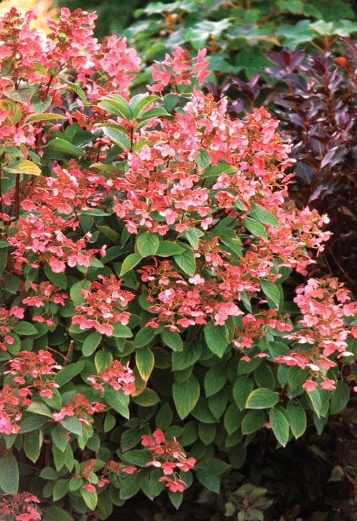 Quick Fire® Panicle Hydrangea