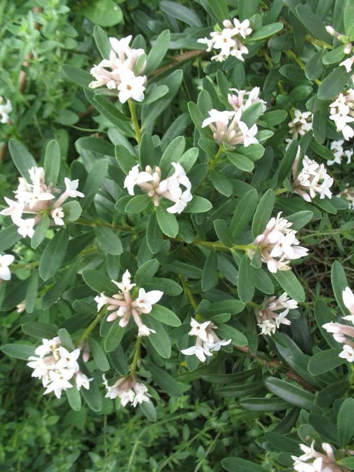 Eternal Fragrance Daphne — photo 1
