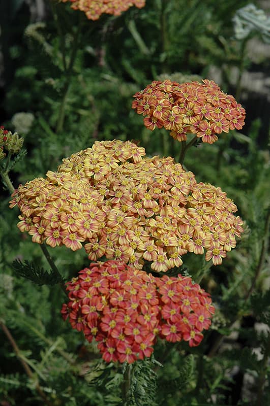 Desert Eve™ Terracotta Yarrow