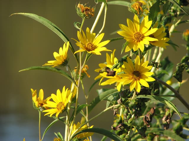 Maximilian Sunflower