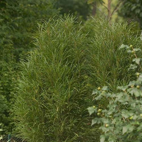 z Fine Line® Buckthorn