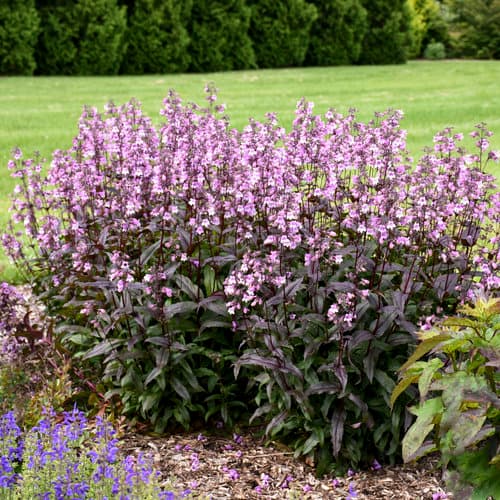Midnight Masquerade Beardtongue (Penstemon)