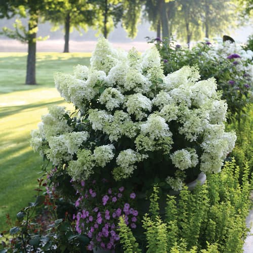 Bobo® Panicle Hydrangea