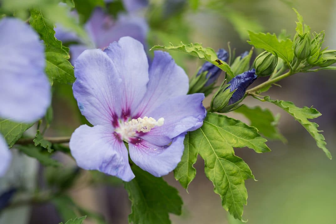 Hawaii™ Rose of Sharon — photo 1