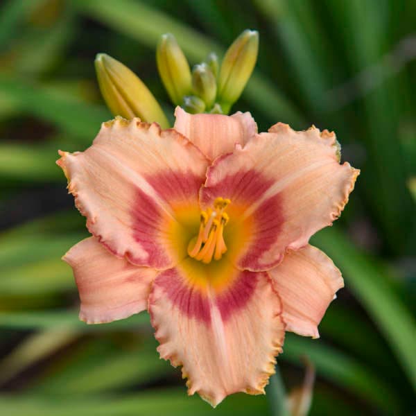 Strawberry Candy Daylily — photo 1