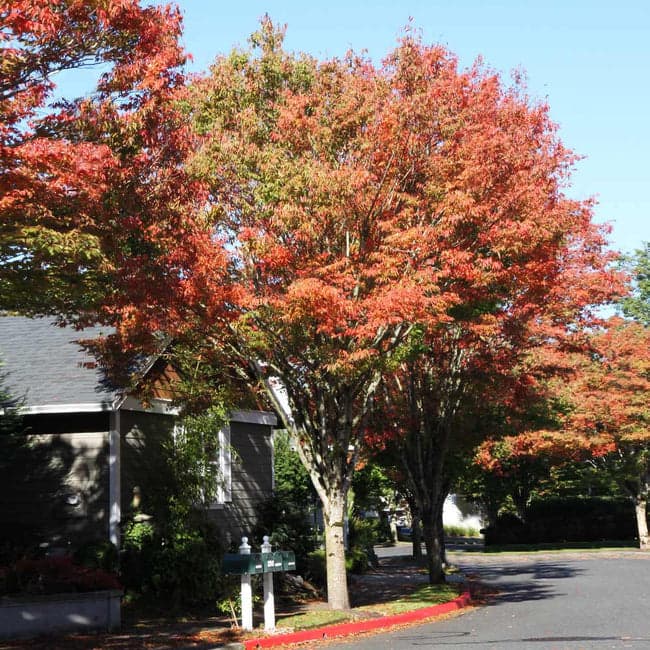 Green Vase Zelkova — photo 1