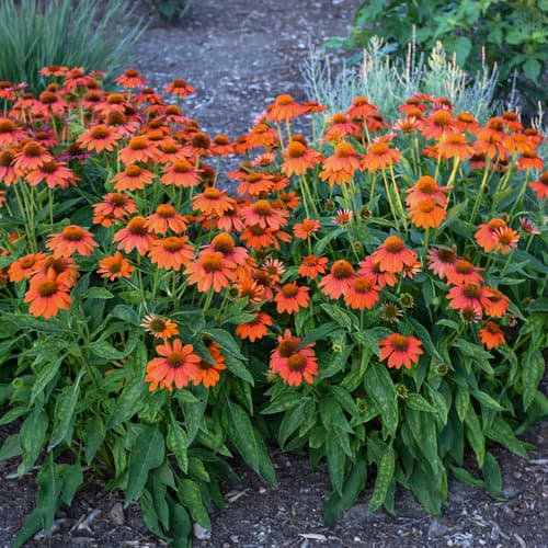 zzz Adobe Orange Coneflower