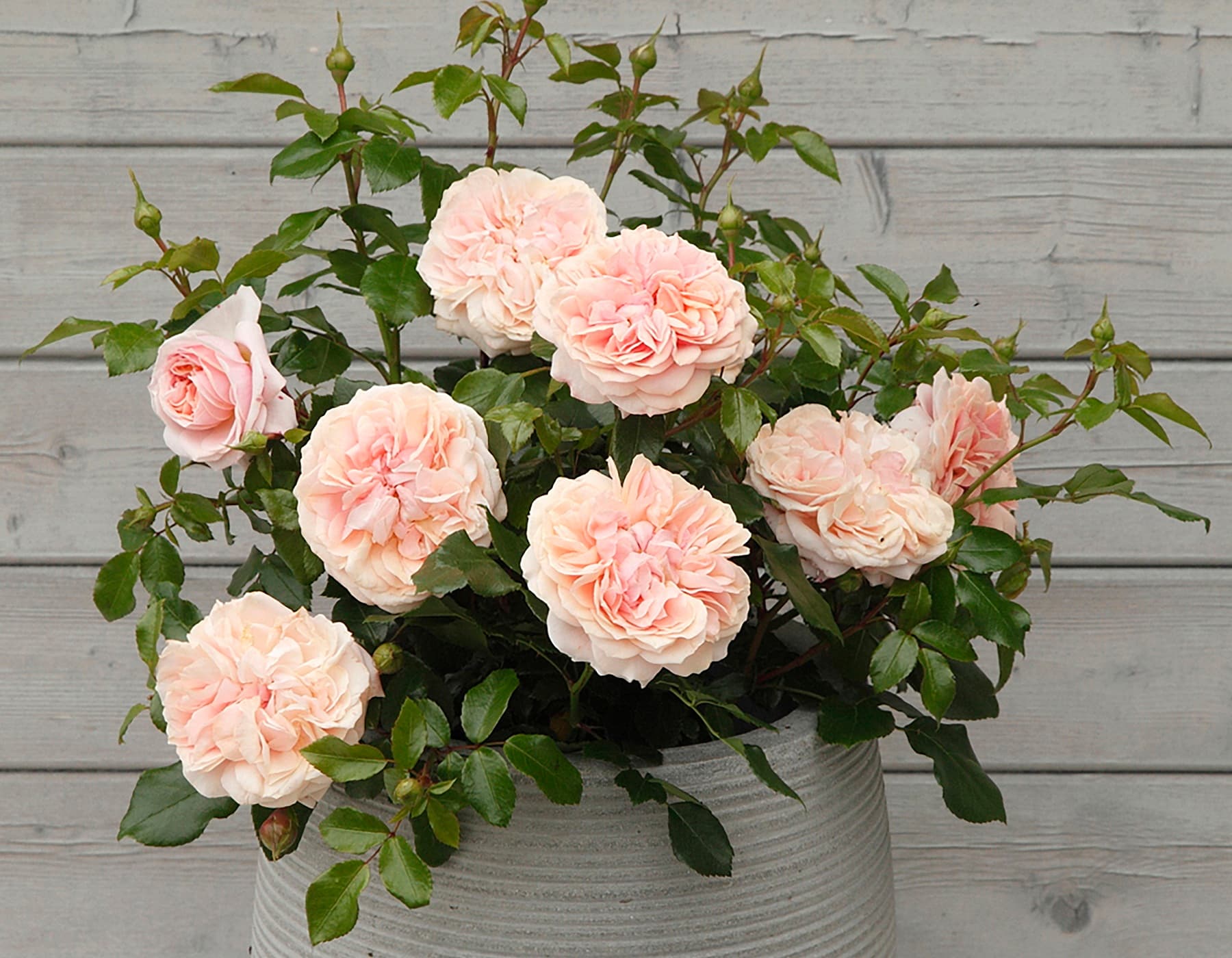 Cream Veranda® Rose