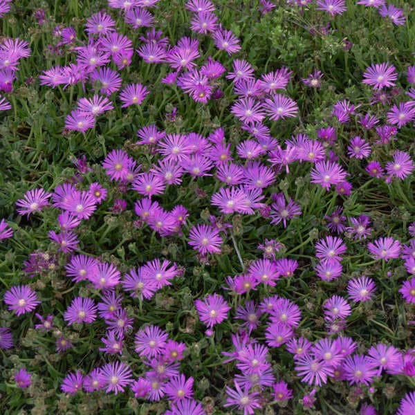 John Proffitt Table Mountain® Pink Ice Plant