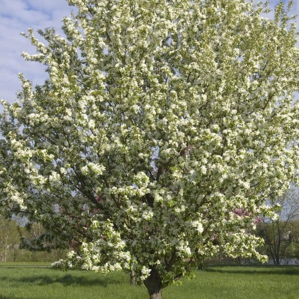 Malus 'Spring Snow'