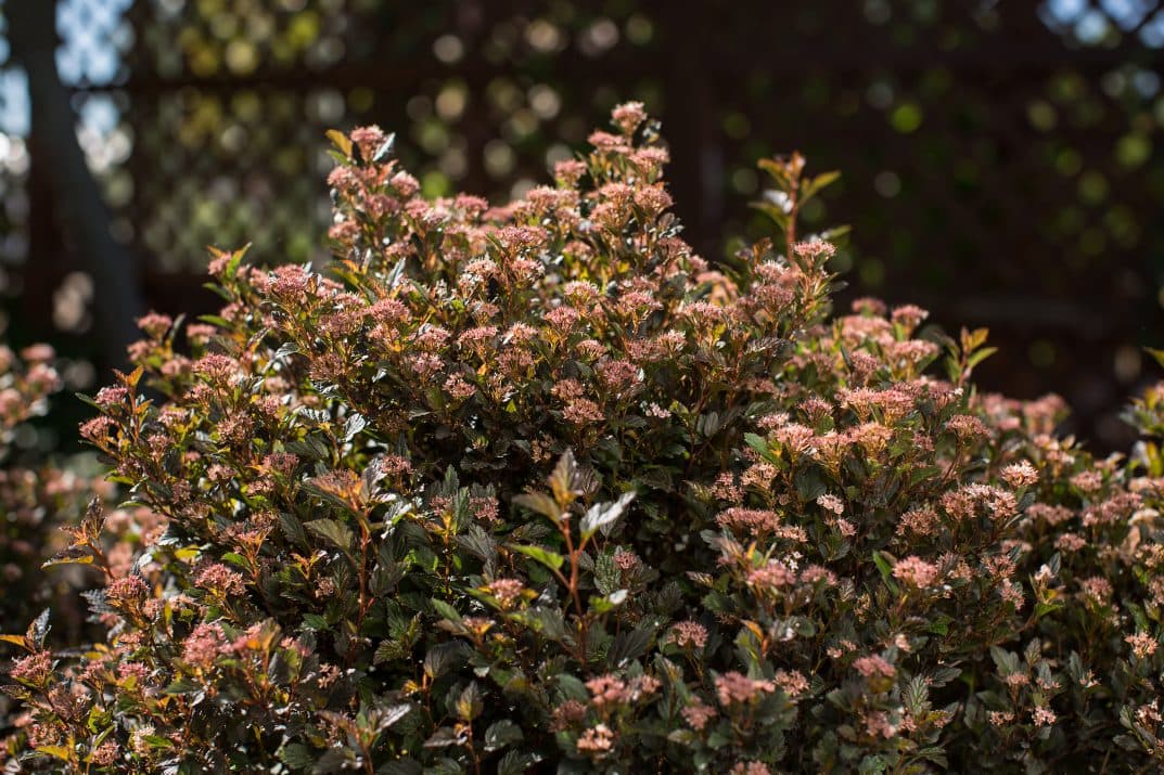 Donna May Little Devil™ Ninebark — photo 1