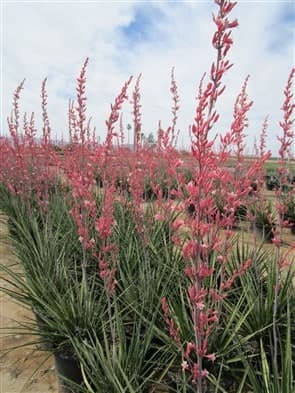 PERFU Pink Parade® Red Yucca