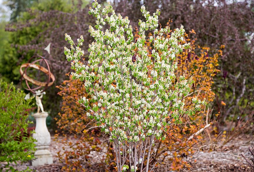 Obelisk Standing Ovation™ Serviceberry Tree